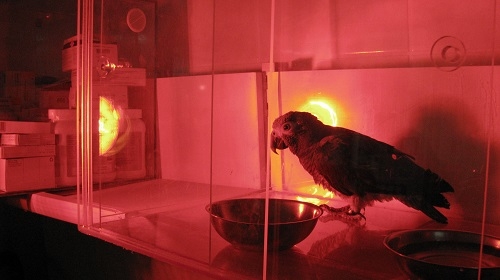 Genel durumu iyi olmayyan kuş infrared lambayla ısıtılıyor