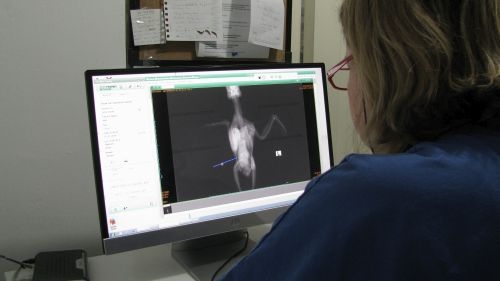 Papağan Bilgisayarlı Röntgen inceleniyor