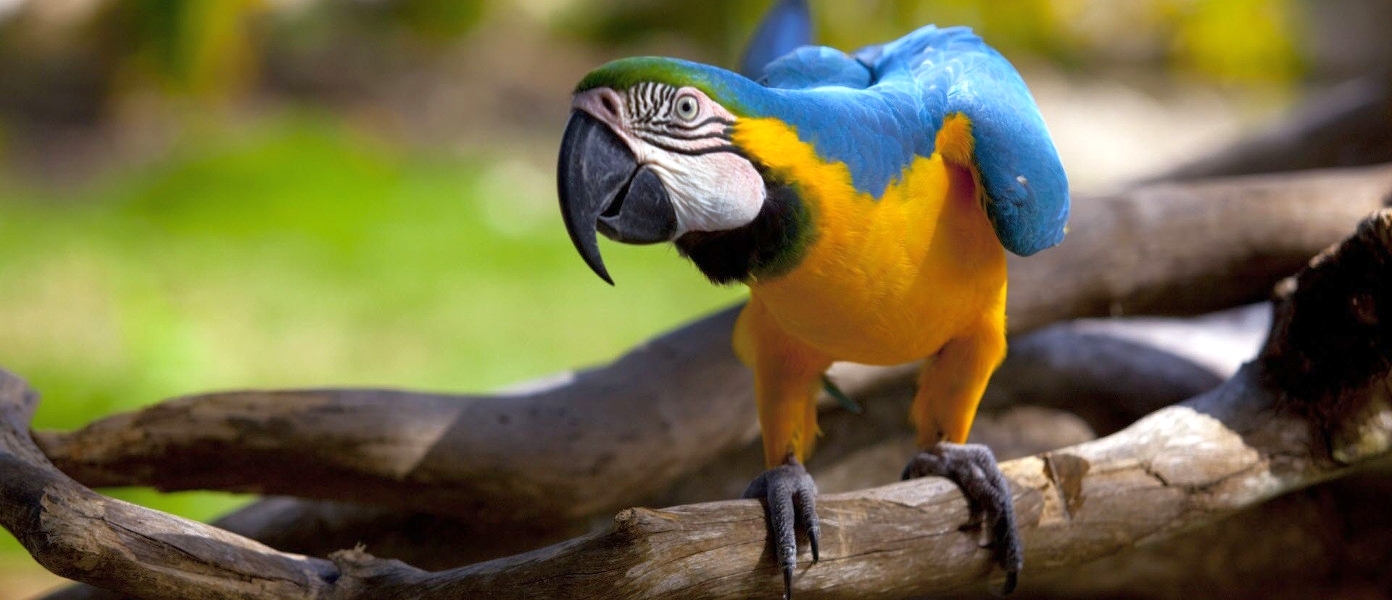sirin-macaw