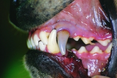 Dentistry1