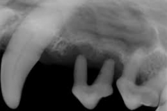 dentistry3