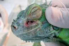 iguana0