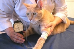 Petmap